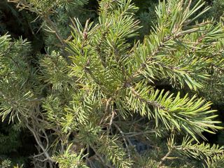 Bonsái Pino Rojo Grande