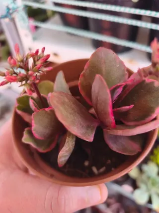 Kalanchoe
