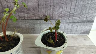 1 Planta de Oca White Wonder (Oxalis tuberosa)