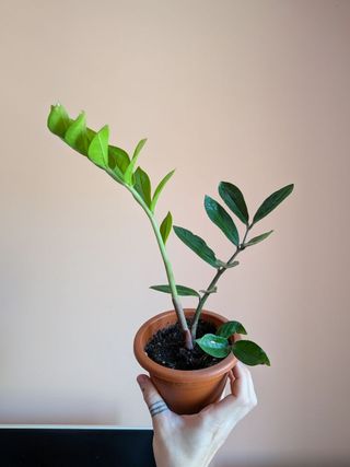 Planta Zamioculcas Zamiifolia