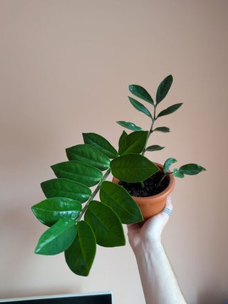 Planta Zamioculcas Zamiifolia