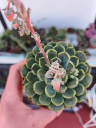 Echeveria