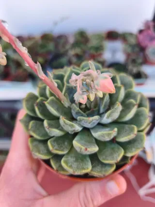 Echeveria