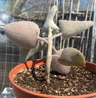 Planta Kalanchoe Beharensis en maceta.