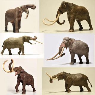 Lote 6 Figuras Eofauna Mamíferos Prehistóricos