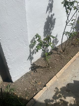 Se necesita persona para limpieza casa L-V (9-1’30