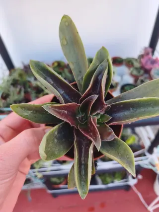 Echeveria Haikana