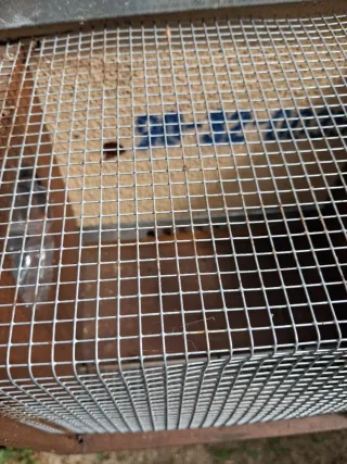 Trampas Avispa Asiática vespa velutina