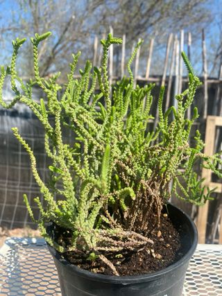 Planta Crassula Muscosa Suculenta.