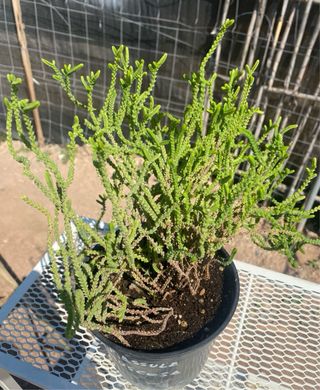 Planta Crassula Muscosa Suculenta.