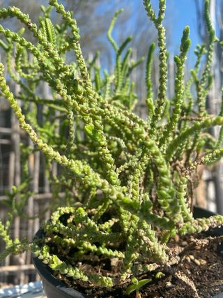 Planta Crassula Muscosa Suculenta.