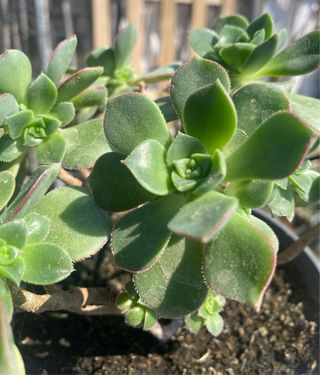 Planta Aeonium en maceta