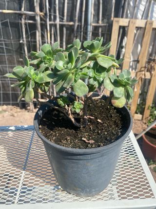 Planta Aeonium en maceta