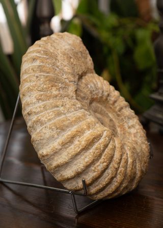 Fósil Ammonite Jurásico 26cm y 5kg