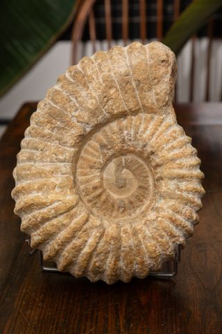 Fósil Ammonite Jurásico 26cm y 5kg