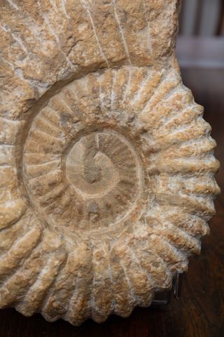 Fósil Ammonite Jurásico 26cm y 5kg
