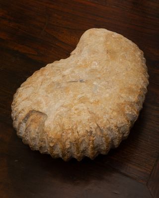 Fósil Ammonite Jurásico 26cm y 5kg