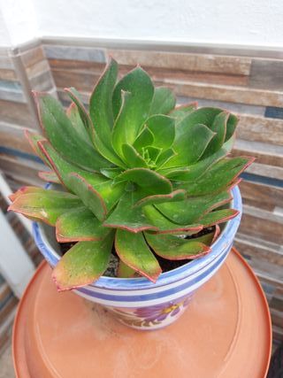 Semponium Sienna Planta Suculenta