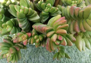 Esquejes de suculenta