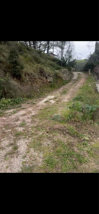 Guarderia canina