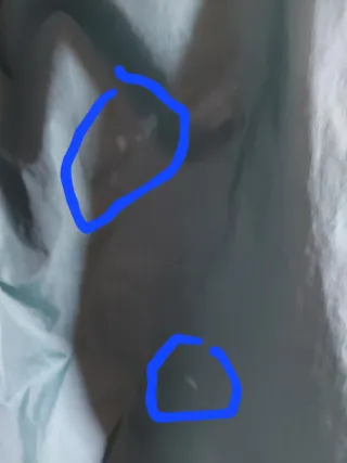 Cortavientos Adidas Verde