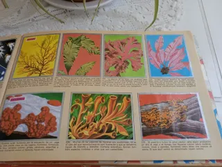 Álbum de cromos Maga Zoología y Botánica