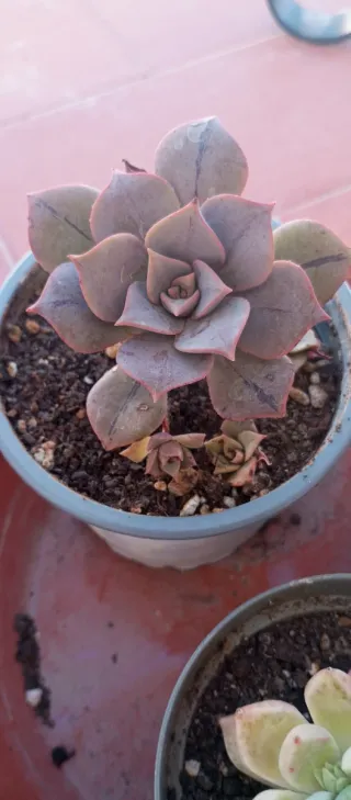 Esquejes Aeonium Leucoblepharum