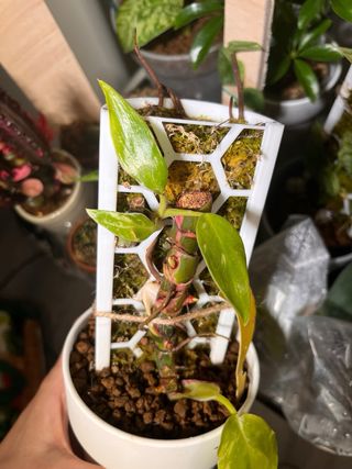 Philodendron White Princess posible tricolor