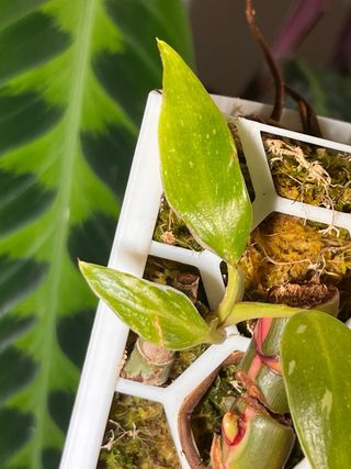 Philodendron White Princess posible tricolor