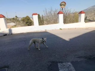 Tubo Admisión Dodge Journey Turbo Filtro