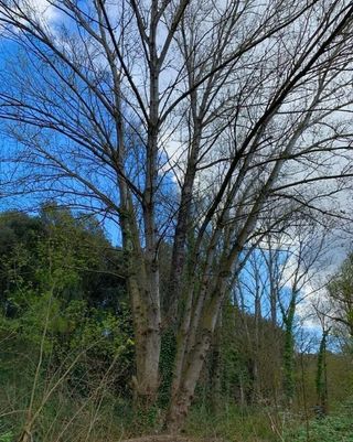 Terreno Rustico Parcela a la venta