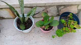 10 Piante Grasse Miste