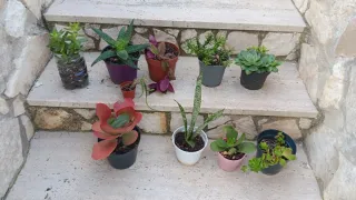 10 Piante Grasse Miste