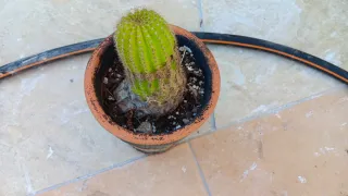 10 Piante Grasse Miste