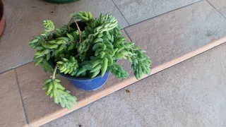 10 Piante Grasse Miste