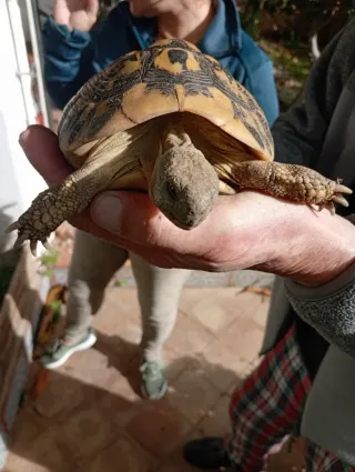 Suelo laminado / Tarima flotante