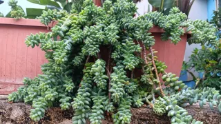 60 Talee Piante Grasse