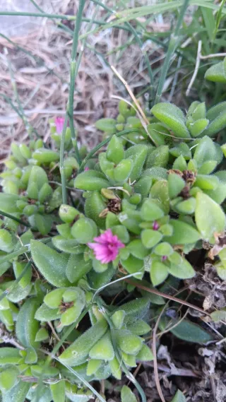 60 Talee Piante Grasse