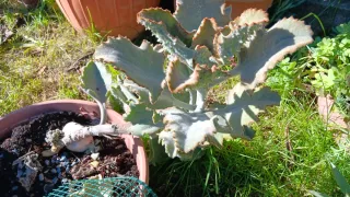 60 Talee Piante Grasse