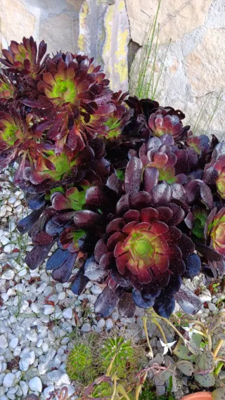 60 Talee Piante Grasse