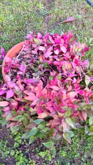 60 Talee Piante Grasse