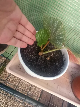 Plantas Begonia pequeñas