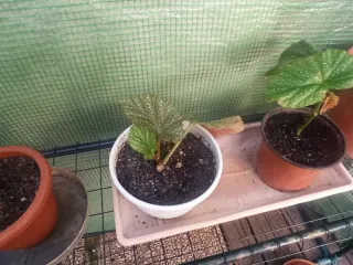 Plantas Begonia pequeñas