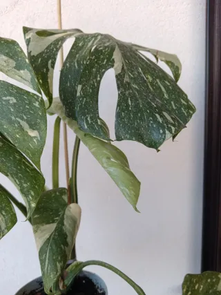 Monstera Thai Constellation