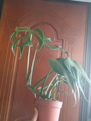 Monstera Burle Marx