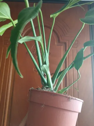 Monstera Burle Marx