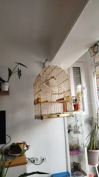 Jaula para loro, pájaro, agapornis, ninfas...