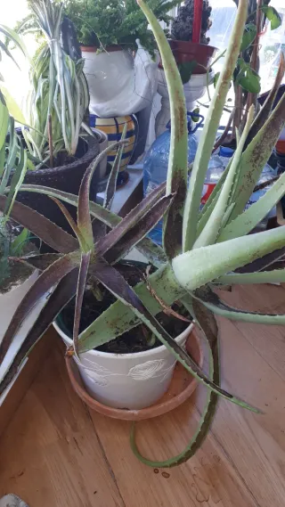Planta Aloe Vera