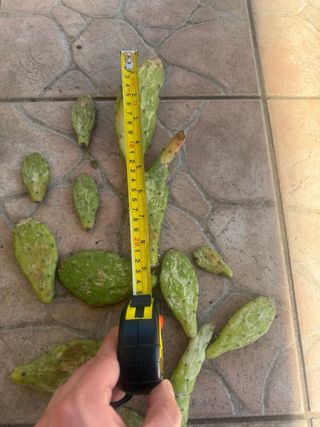 Pale di Cactus Opuntia Monacantha Variegata