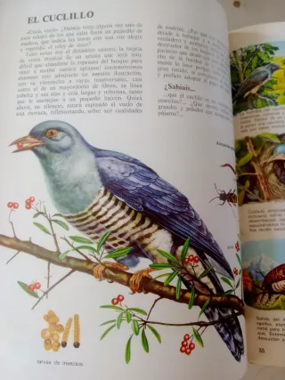 Vida Íntima de los Animales Del Bosque y Del Monte